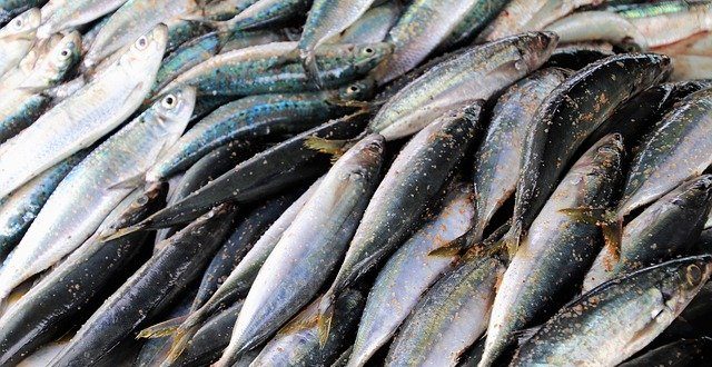 Choisir Un Poisson Sardine Cuisine Patisserie Moderne