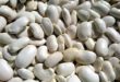 Comment choisir les haricots blancs