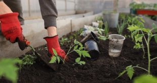 Comment créer un jardin chez soi