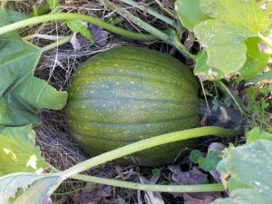 La courge Hubbard