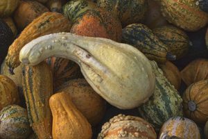 La courge à cou tors