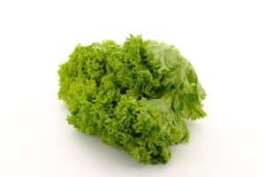 Laitue frisée