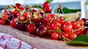 La cerise acide ou cerise surette