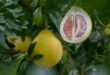 Tout savoir sur le bienfait du pomelo
