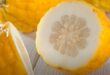 Tout sur le bienfait du fruit cédrat
